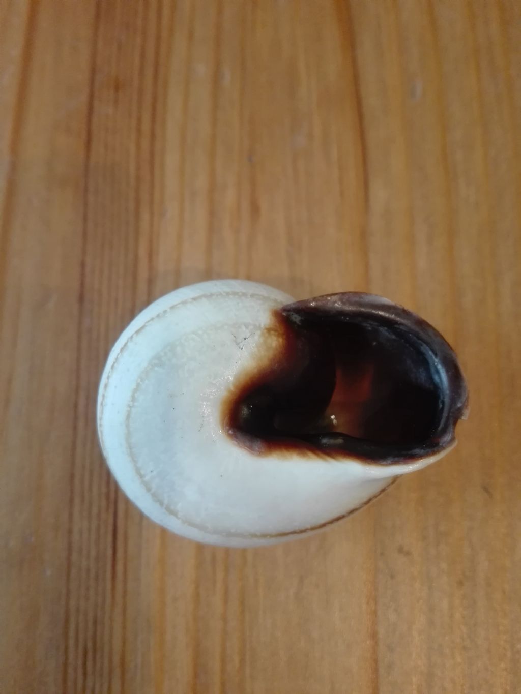 Cepaea nemoralis dalla Spagna
